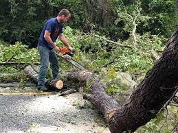 Best Tree and Shrub Care  in Sansom Park, TX