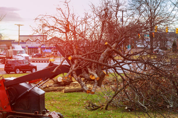 Leaf Removal in Sansom Park, TX