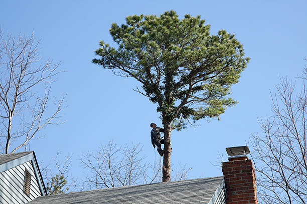 Professional Tree Care in Sansom Park, TX