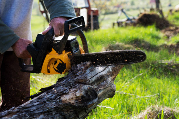 How Our Tree Care Process Works  in  Sansom Park, TX