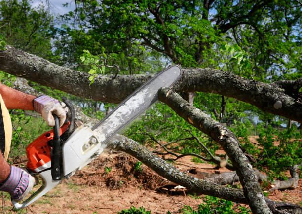Best Seasonal Cleanup (Spring/Fall)  in Sansom Park, TX